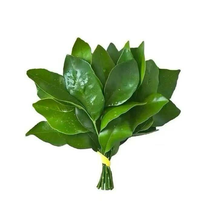 不吃香菜🌿