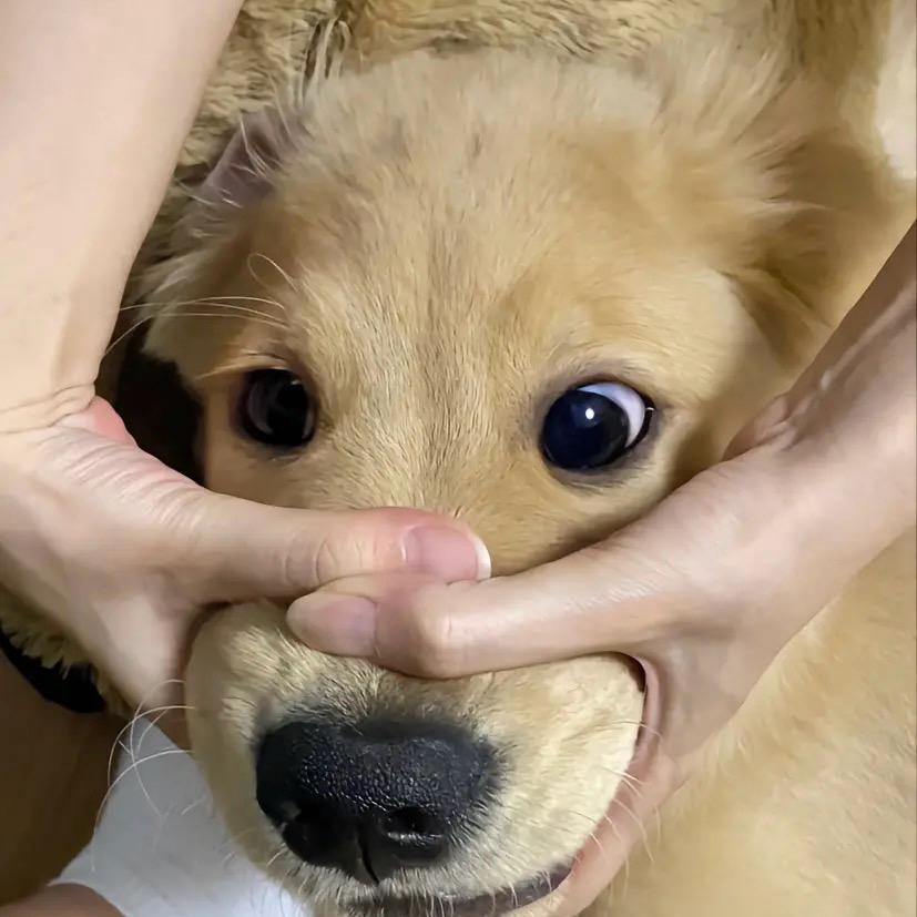 顾淮之
