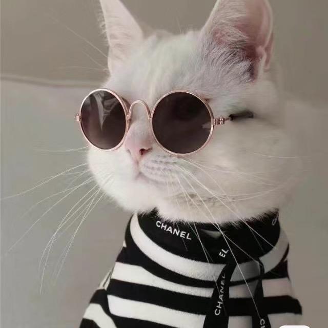 猫也眼镜