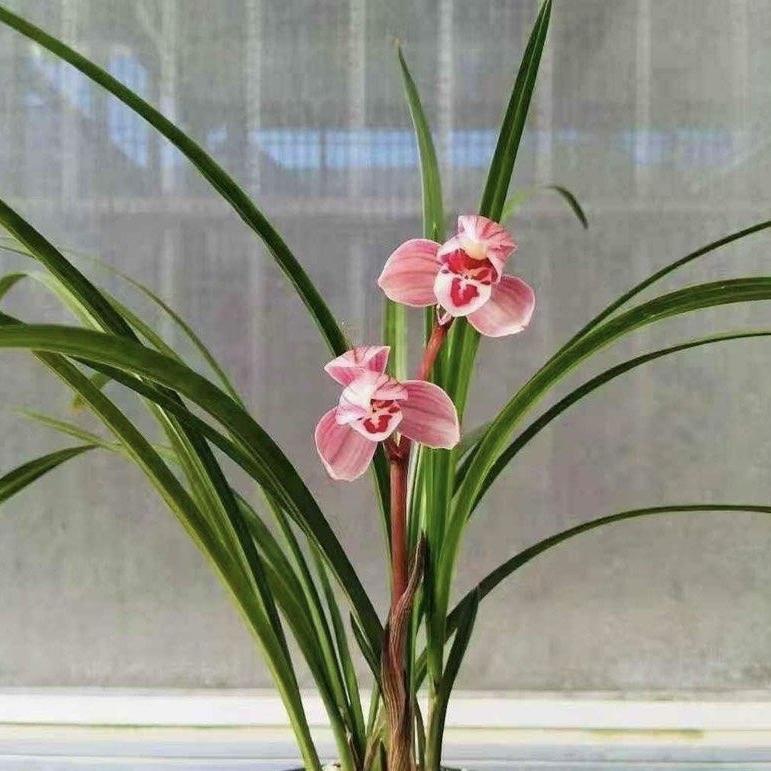 卉万家 兰业