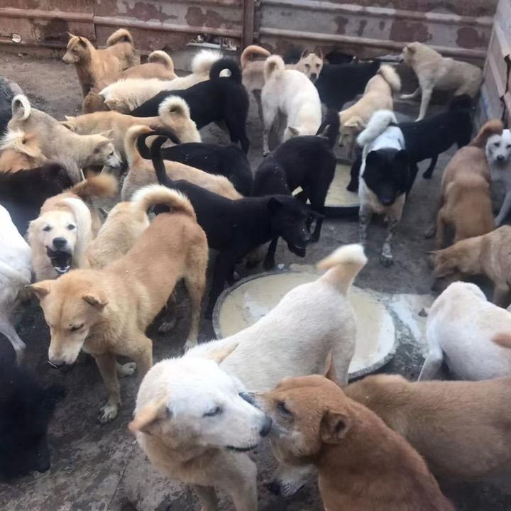 全兴土狗养殖基地