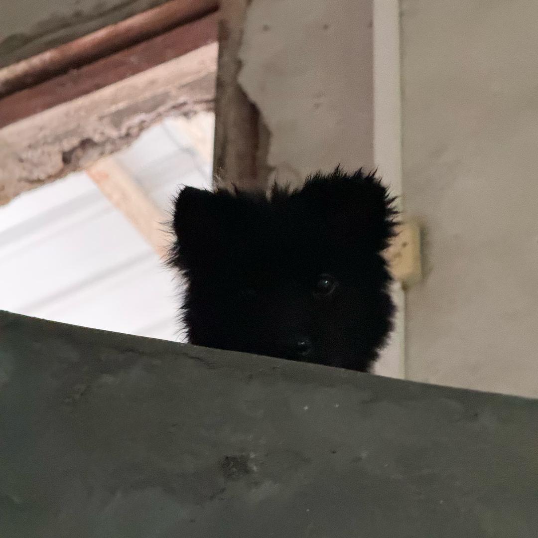 来福&来財（接预定）