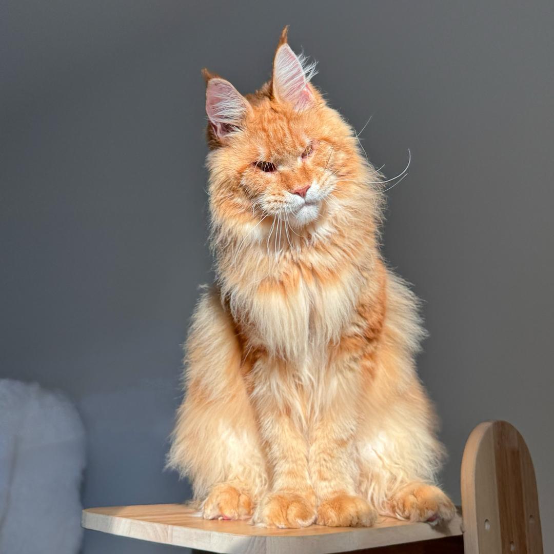 黄不烦缅因猫舍