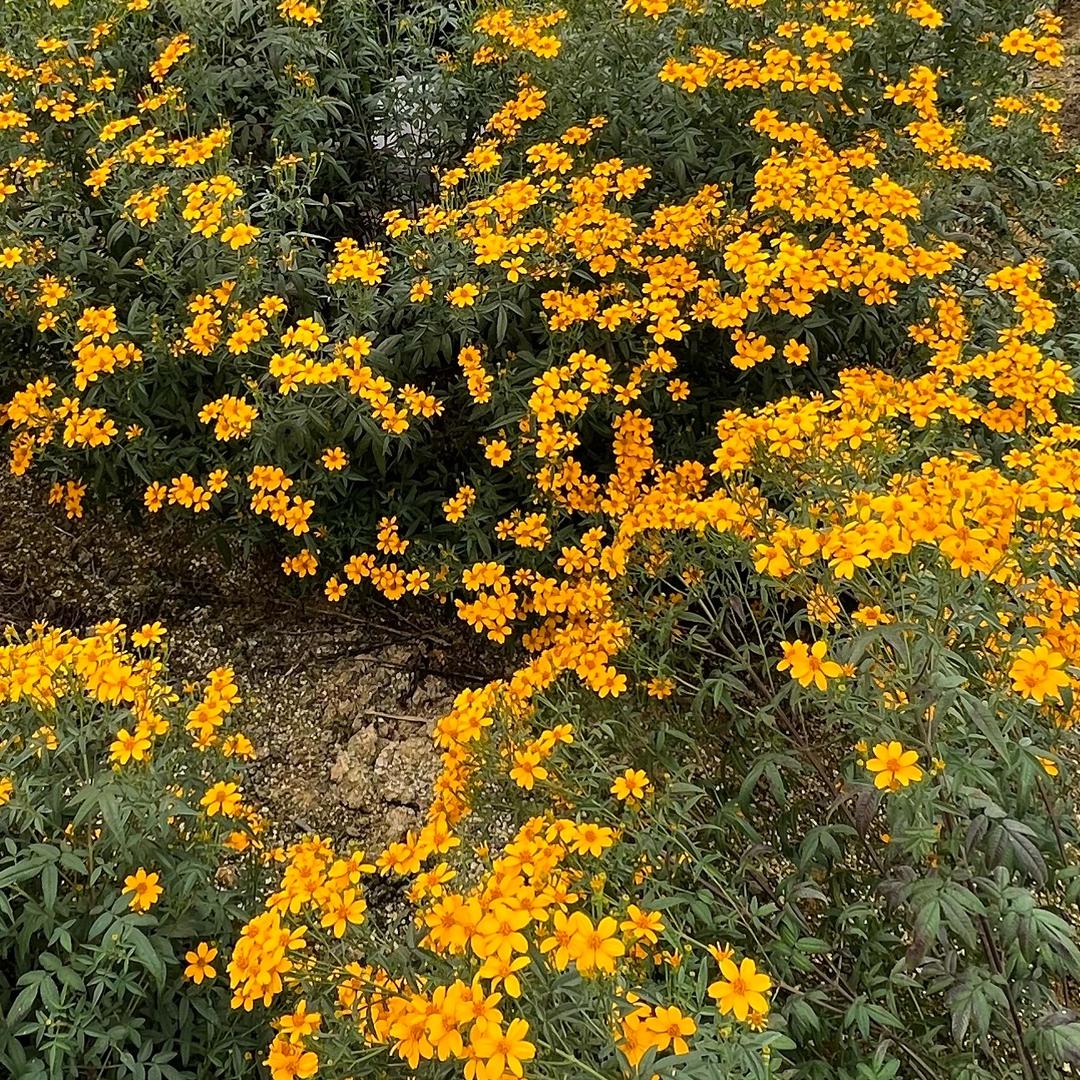 万寿菊叶黄素🌹