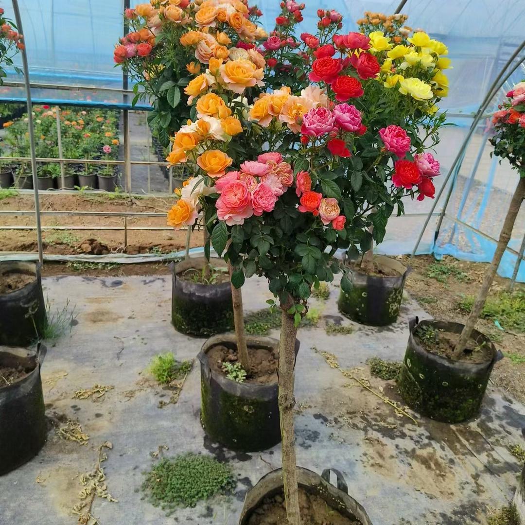 花知芊语