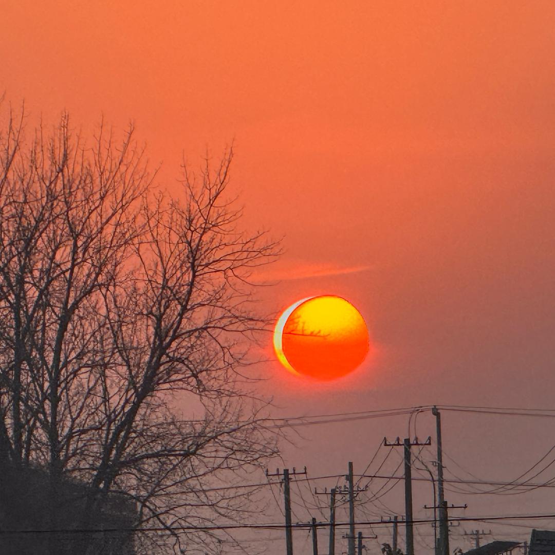 美味可爱绝育大老鼠