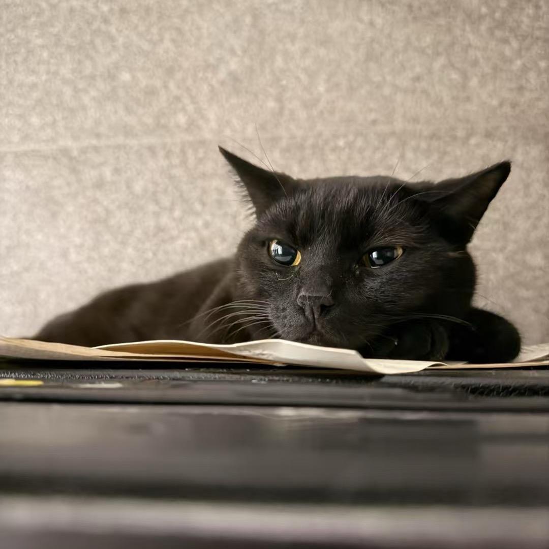 刀瑞米发搜拉西