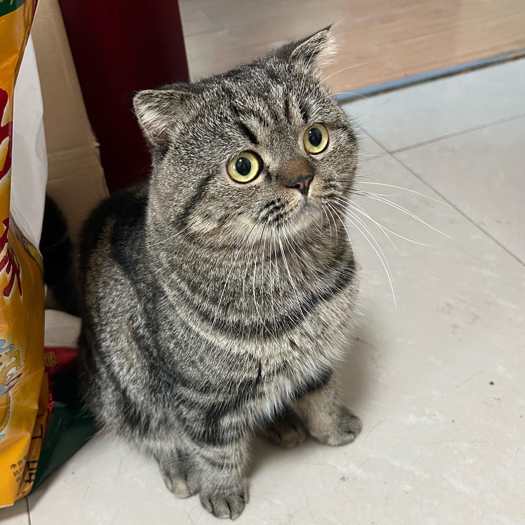 这个小猫叫小猫咪