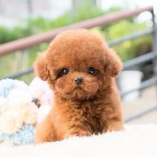 全国宠物猫狗交易市场