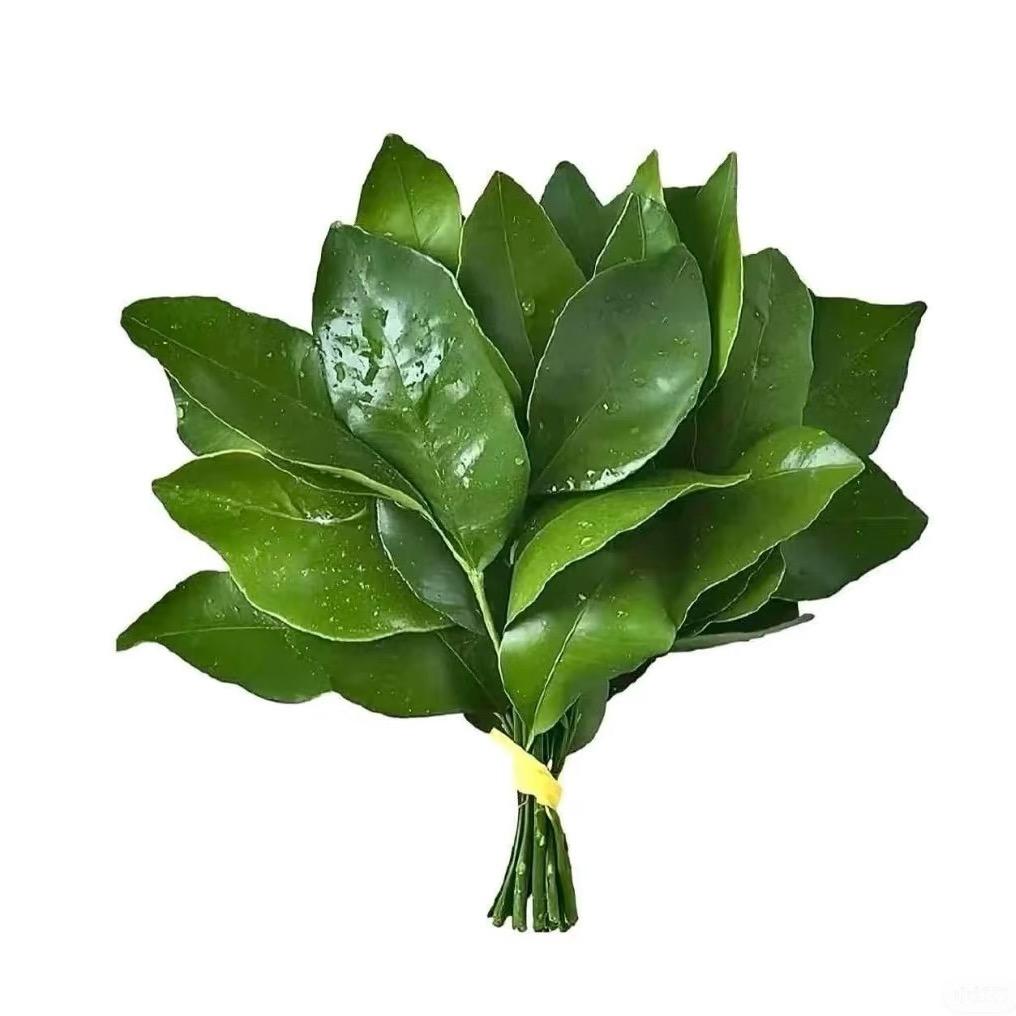 酱酱