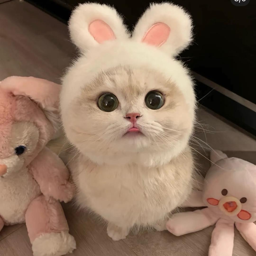 滴滴打人