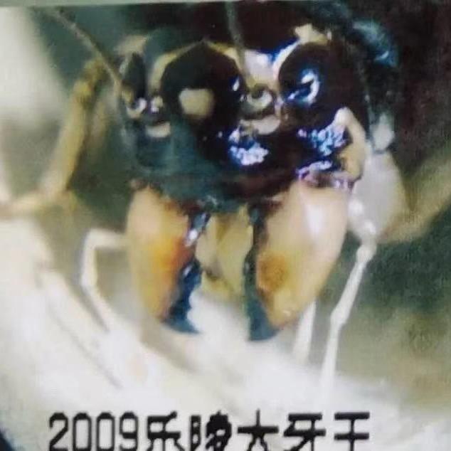 乐陵龙龙秋虫俱乐部