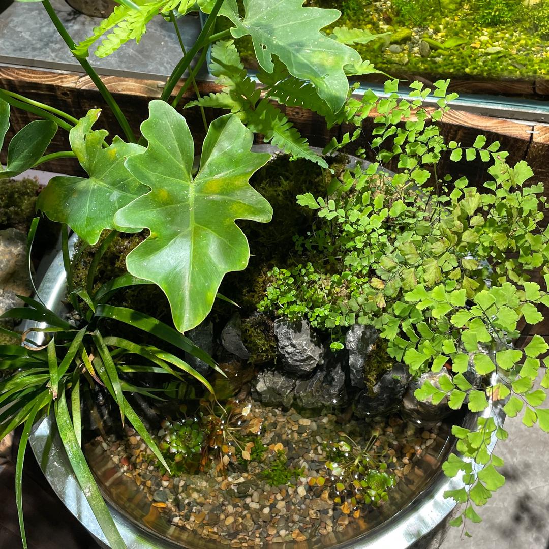 张小鱼溪流造景