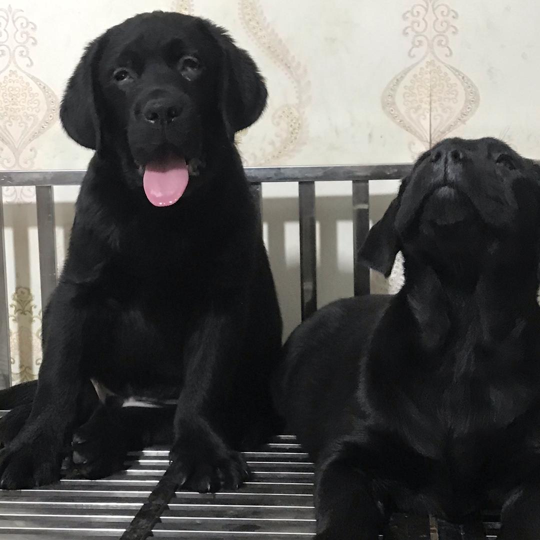 义乌乾坤拉布拉多cku 犬舍（可寄养）