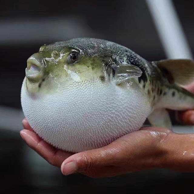 烟台拾年熹光河豚私房菜