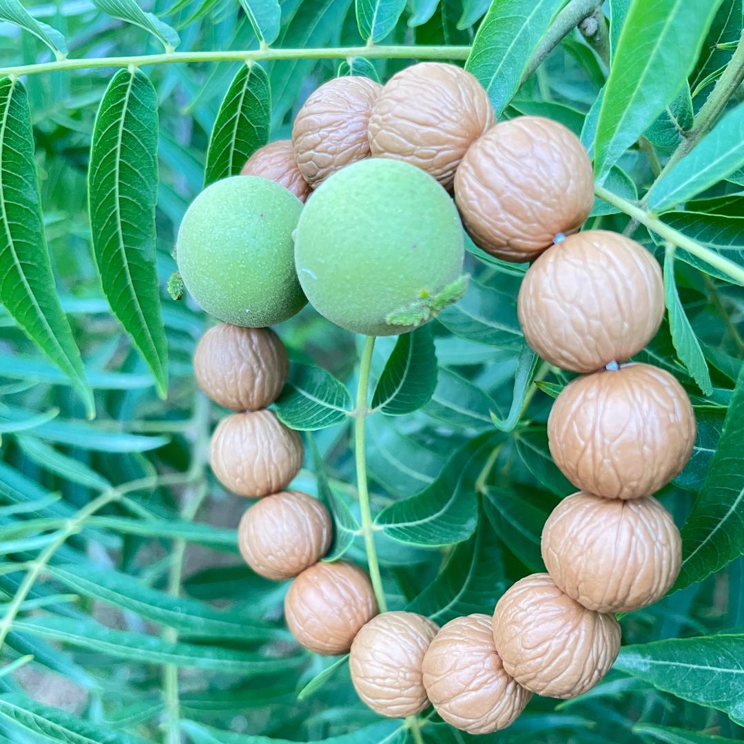 红姐猴头核桃