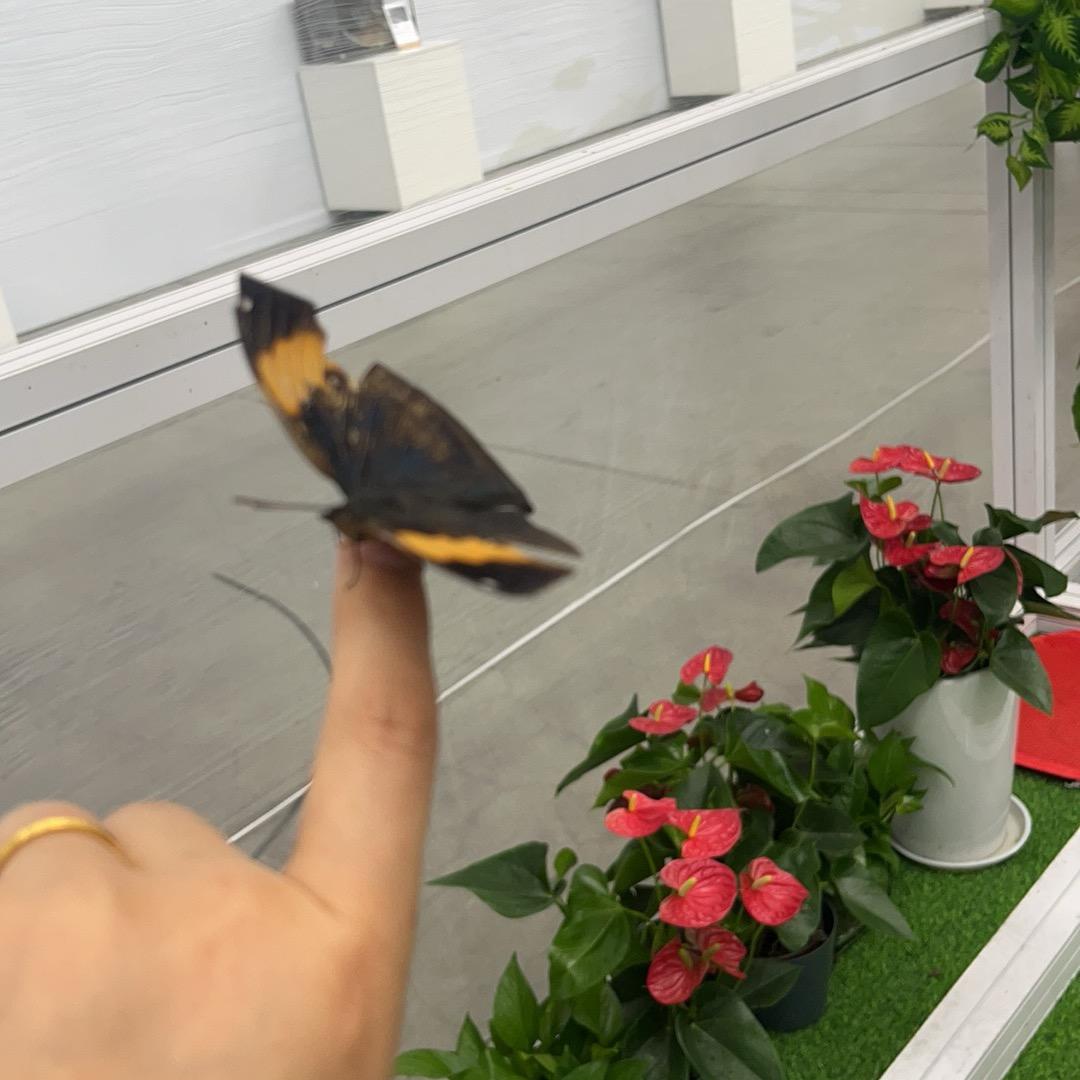 跳跃的红舞鞋^_^^_^^_^