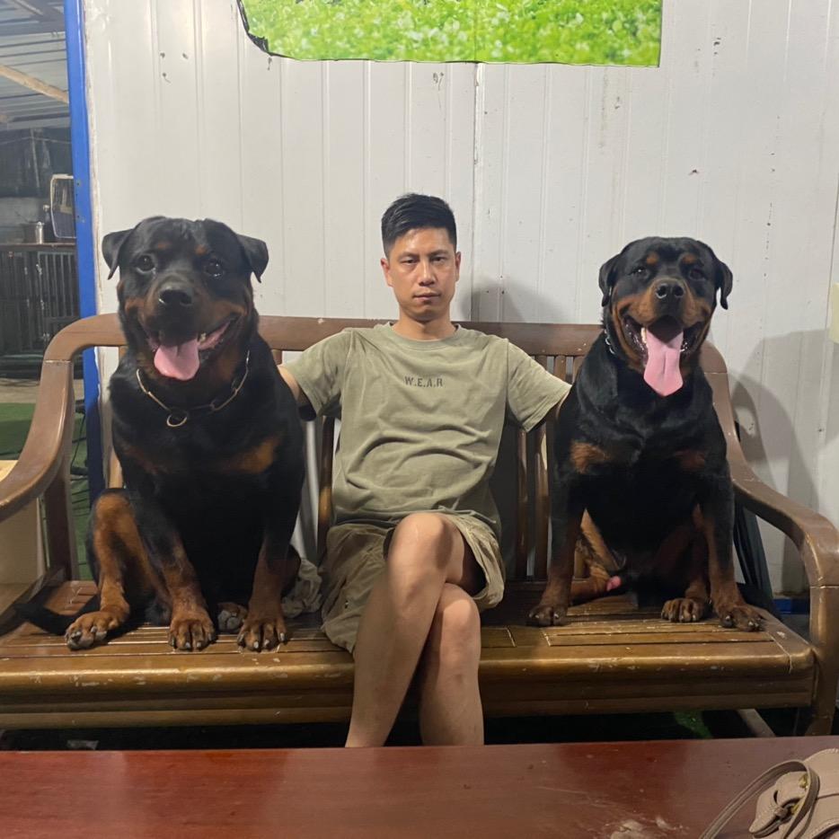 豹哥的罗威纳（利嘉犬舍）