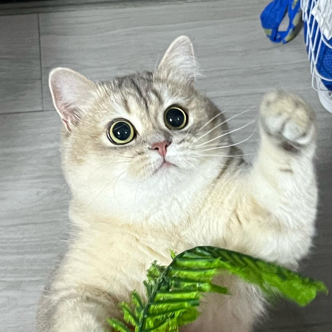 嘟嘟歪嘟嘟