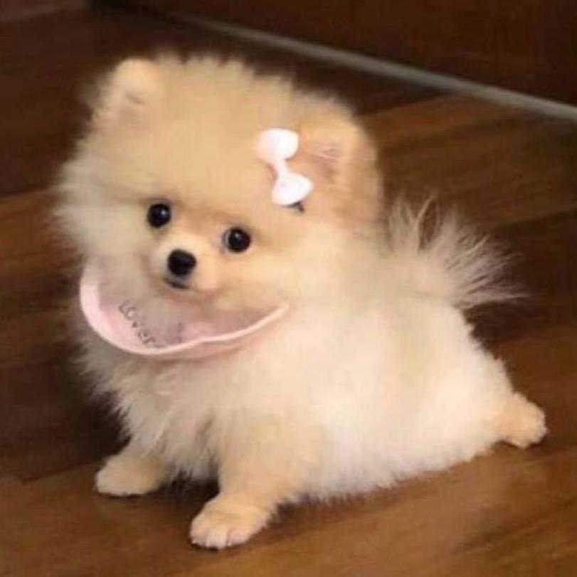 柳苏的ccd相机