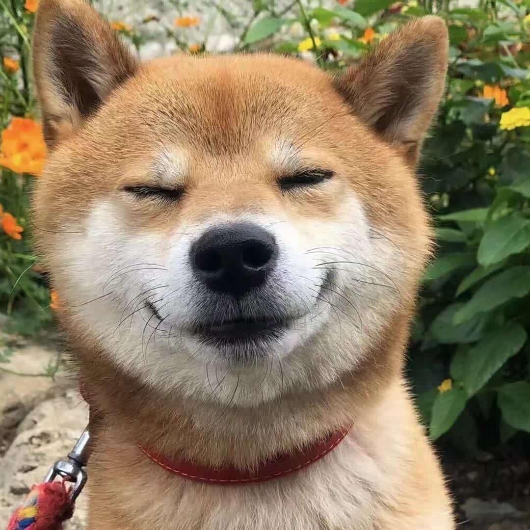 狐狸卖糖