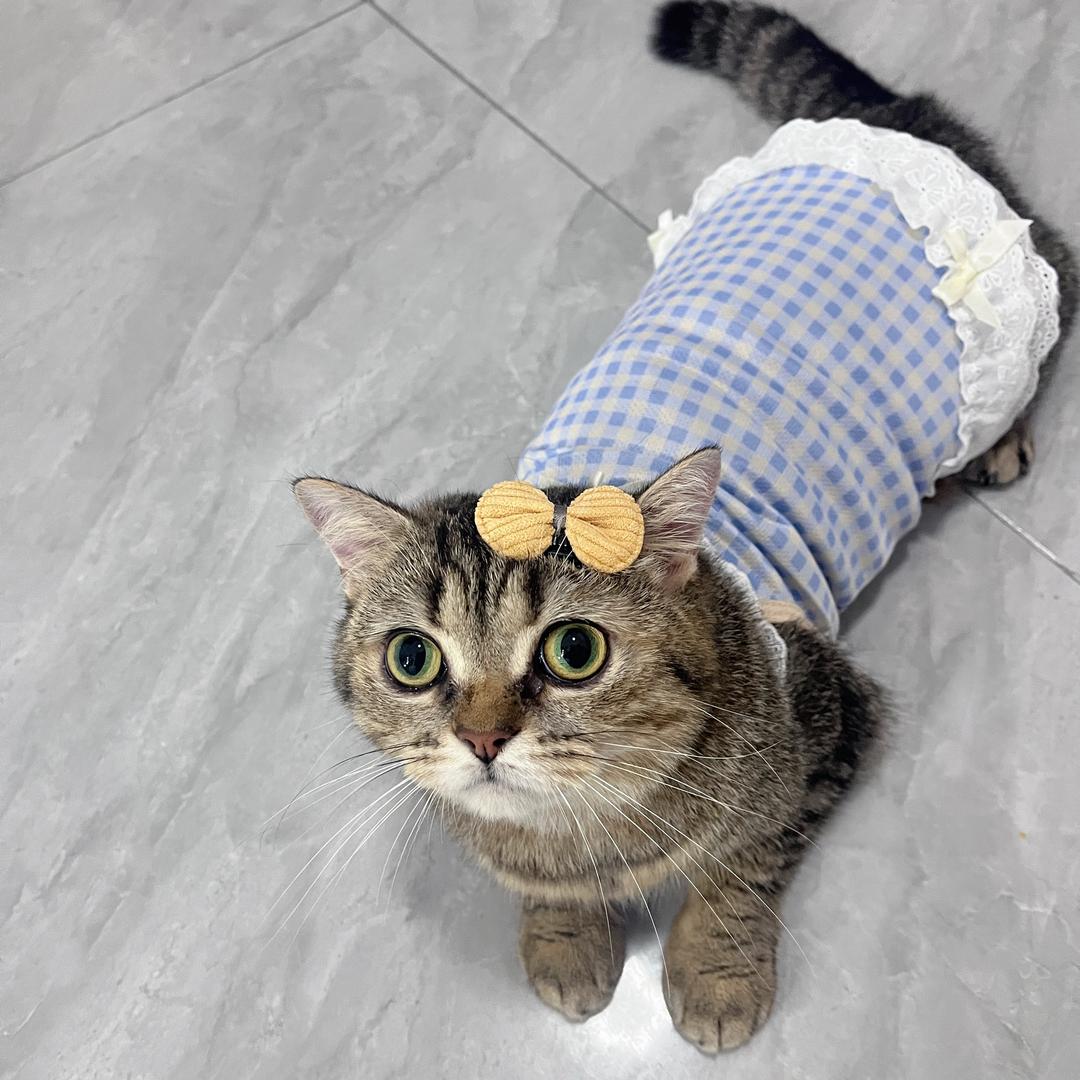 棉花