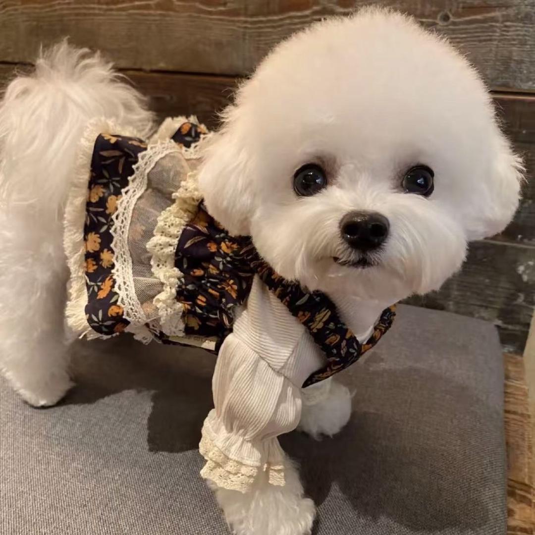 瑞桐照耀犬业🐾—脆脆