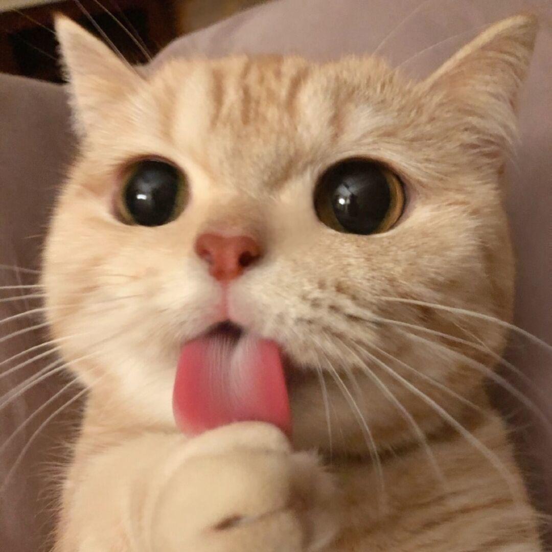 小猫好物