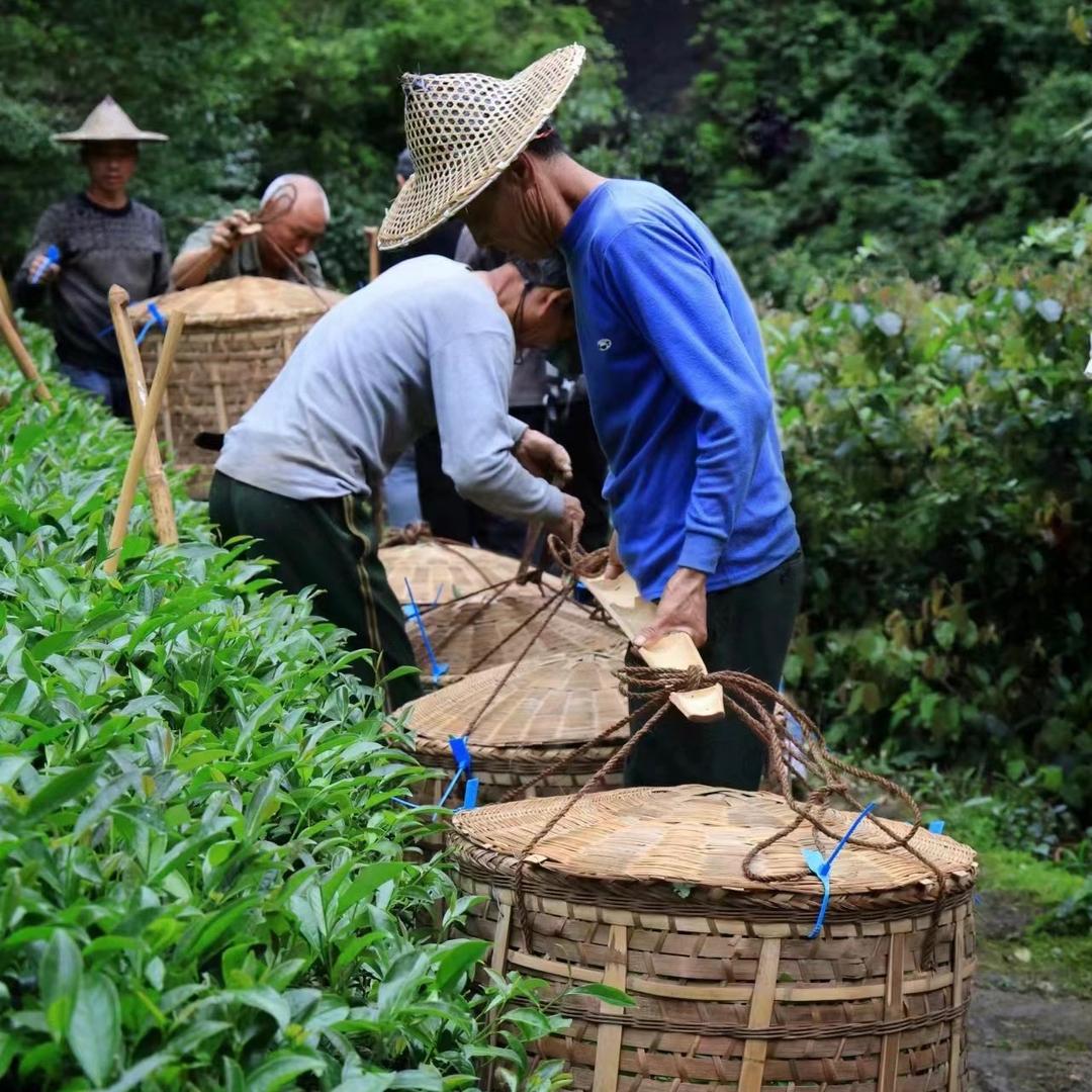 一夕千念茶叶店