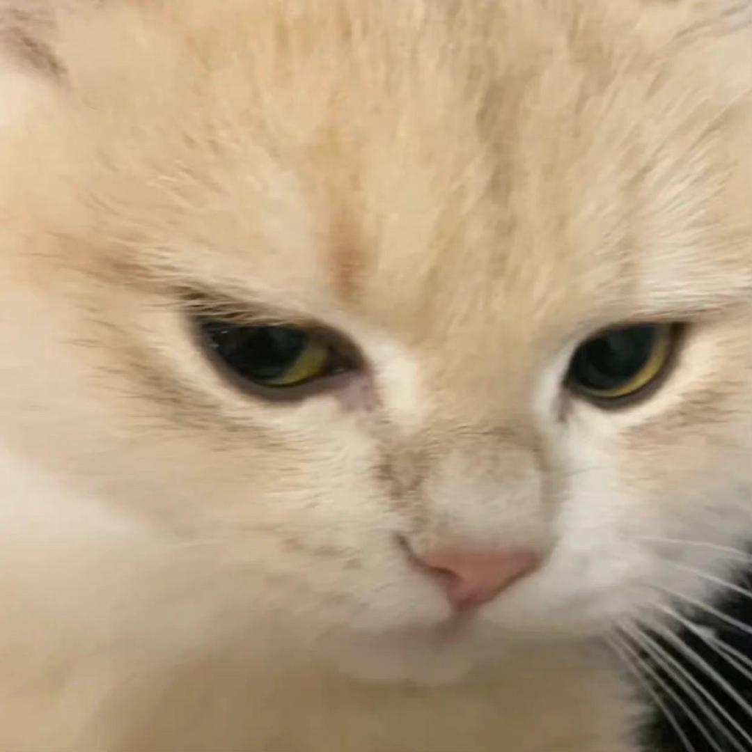 尾巴k
