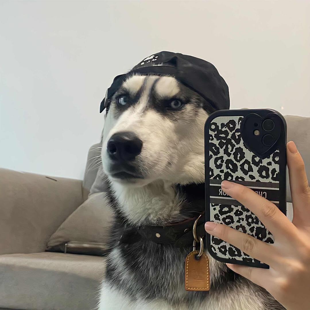 哈士奇大战柴犬