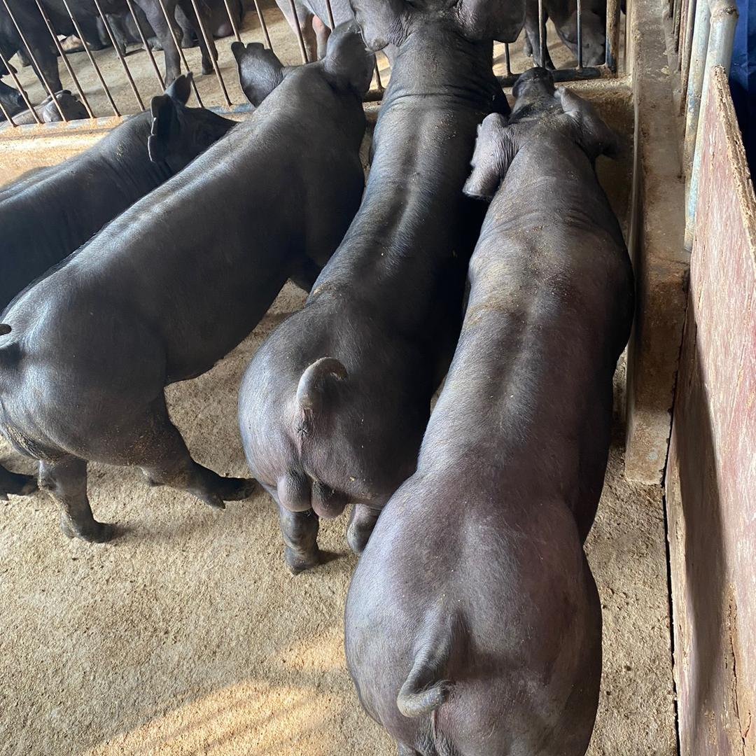 梓诺大型养殖场