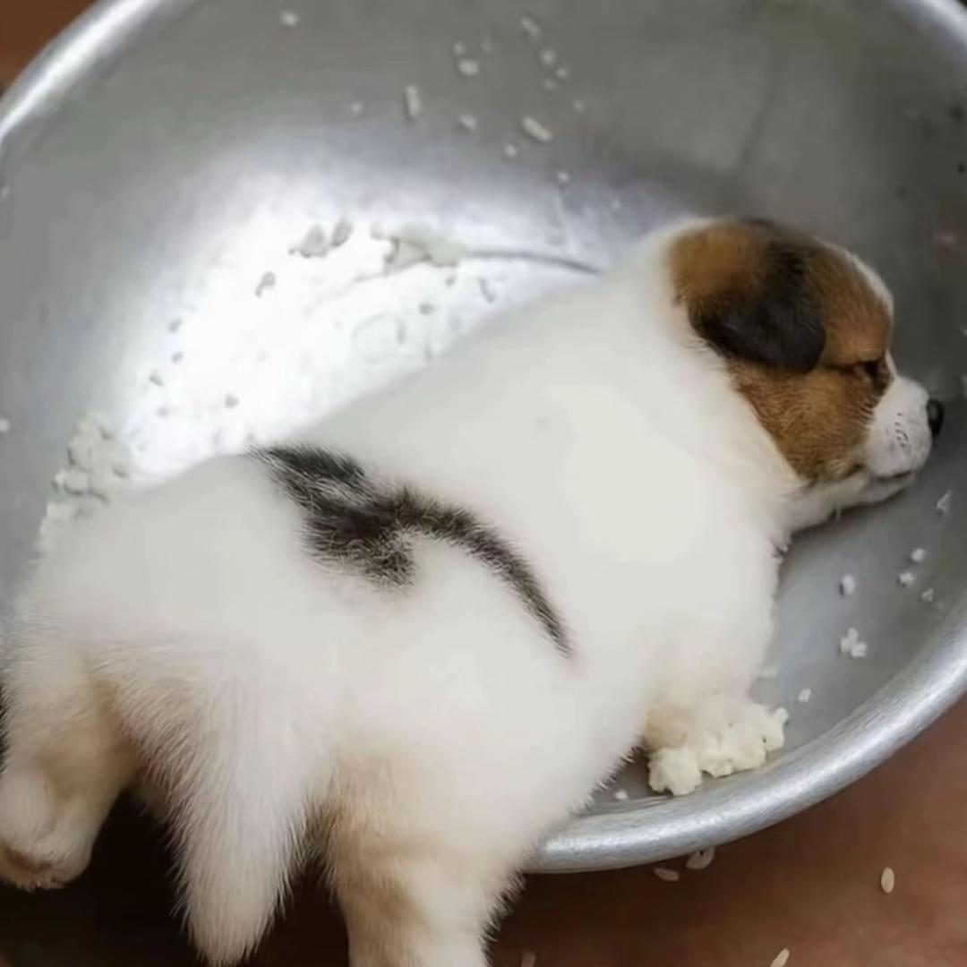 翠花早退休.