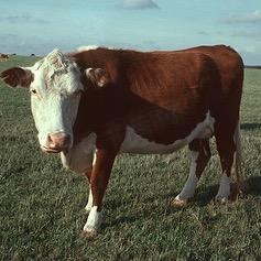 董姐养牛一天四斤（招代理）