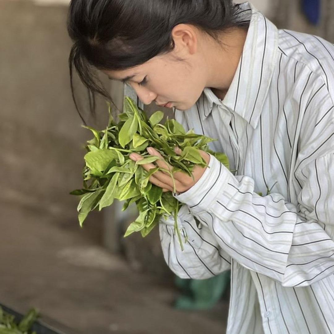 冰岛4朵茶花