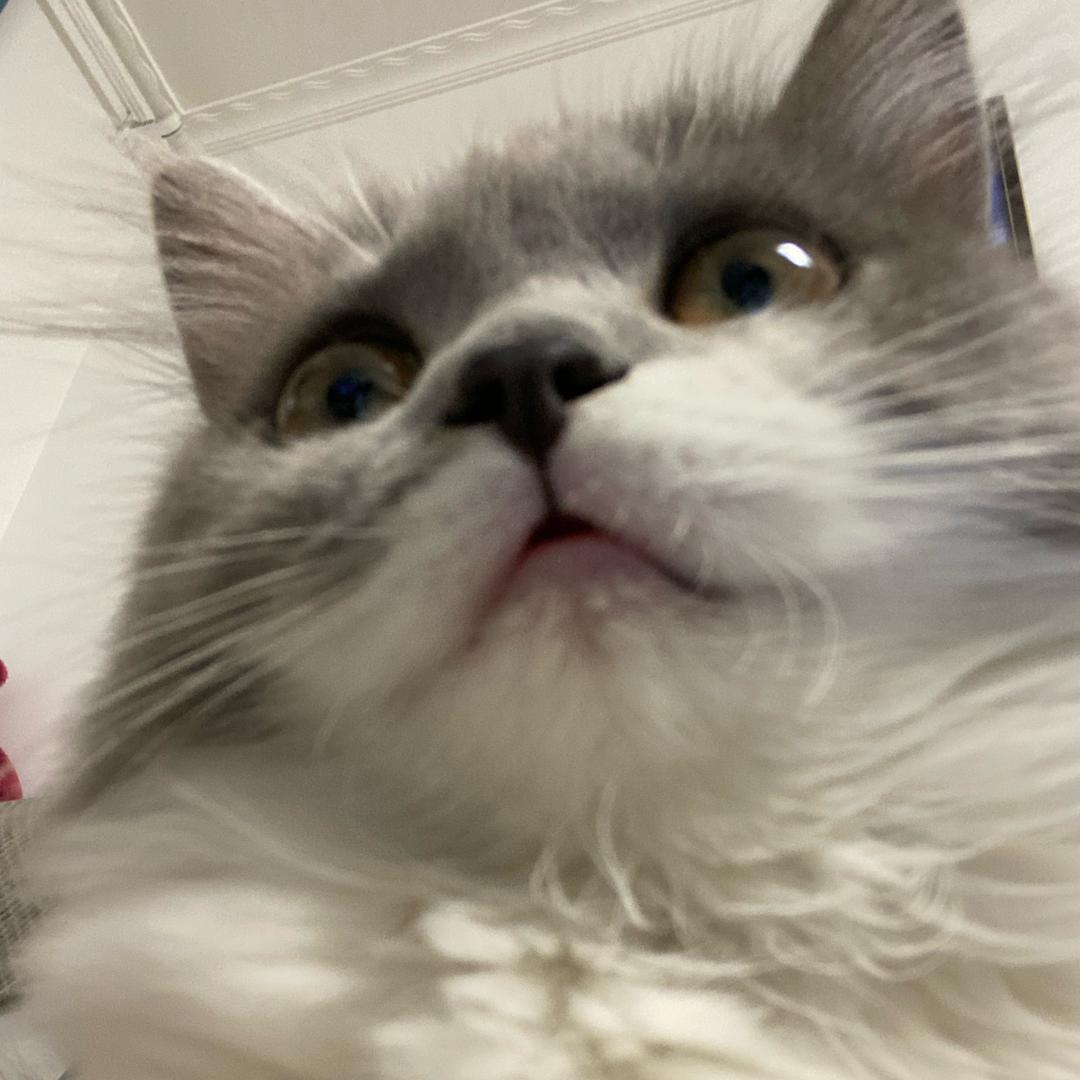 拼命三郎