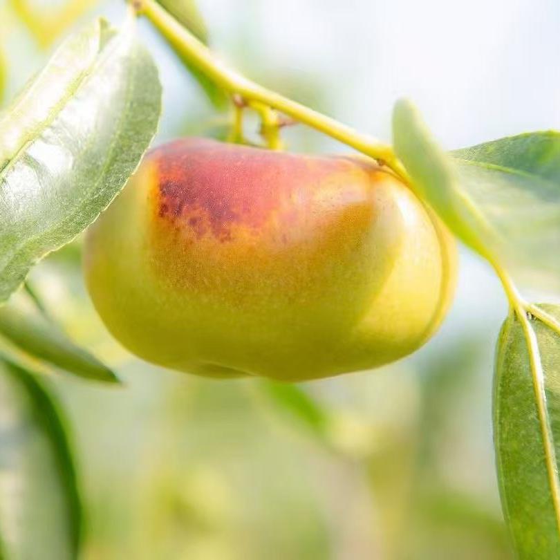 锦秀苗木（油蟠粹枣）