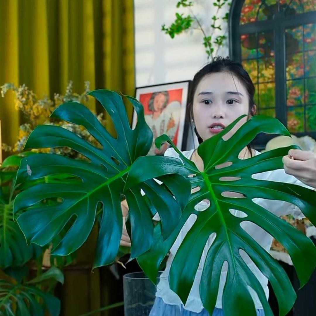 璦響的龟背竹