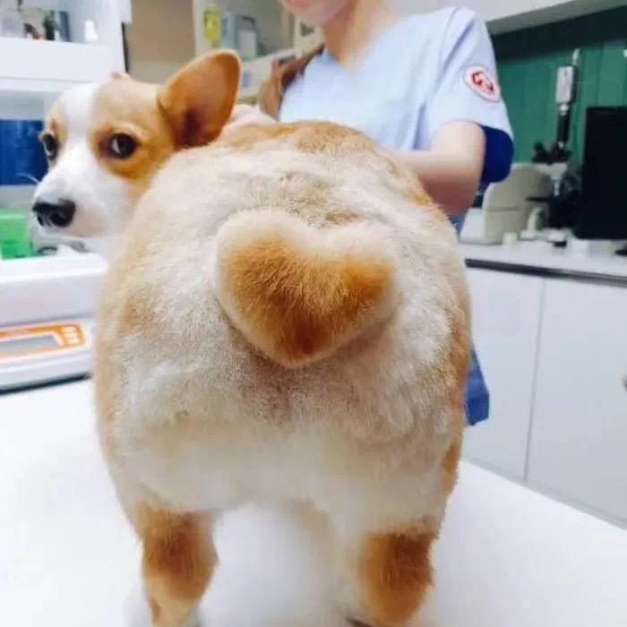 我想要两颗西柚