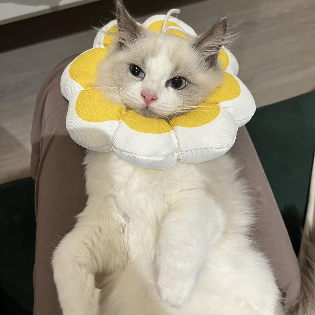 月笙朝歌