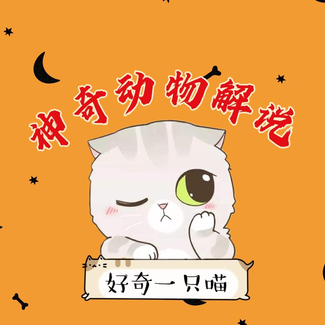 好奇一只喵（神奇小动物纪录片解说）