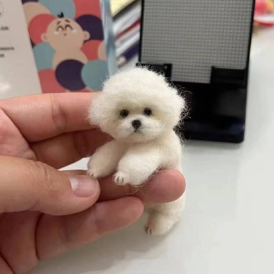 小赵说狗