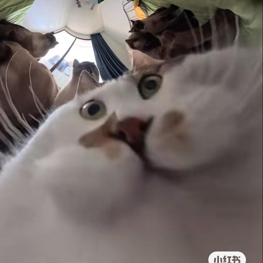 猫e