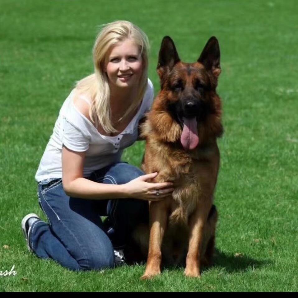 CSV德国牧羊犬拼搏
