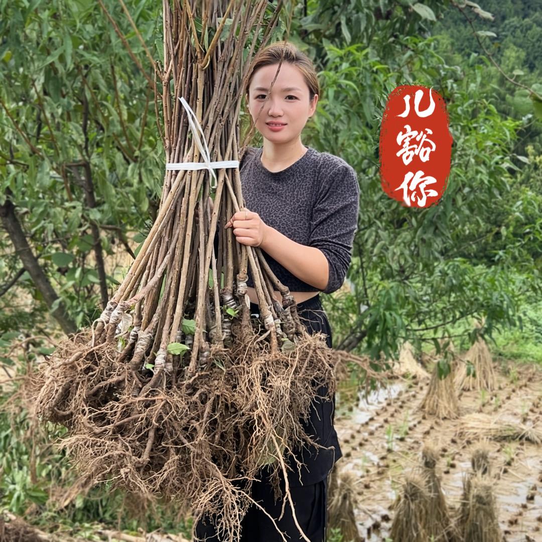 新程旺绿植专营店