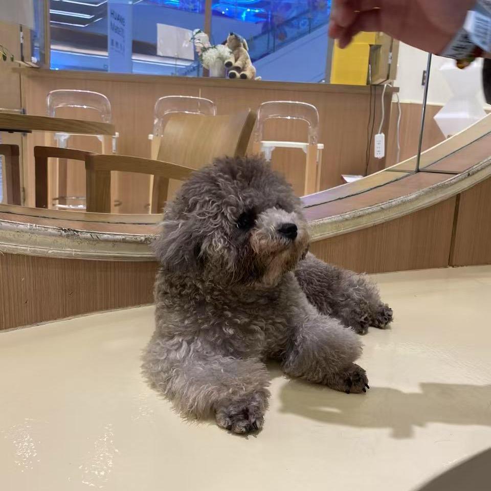 东京小扬