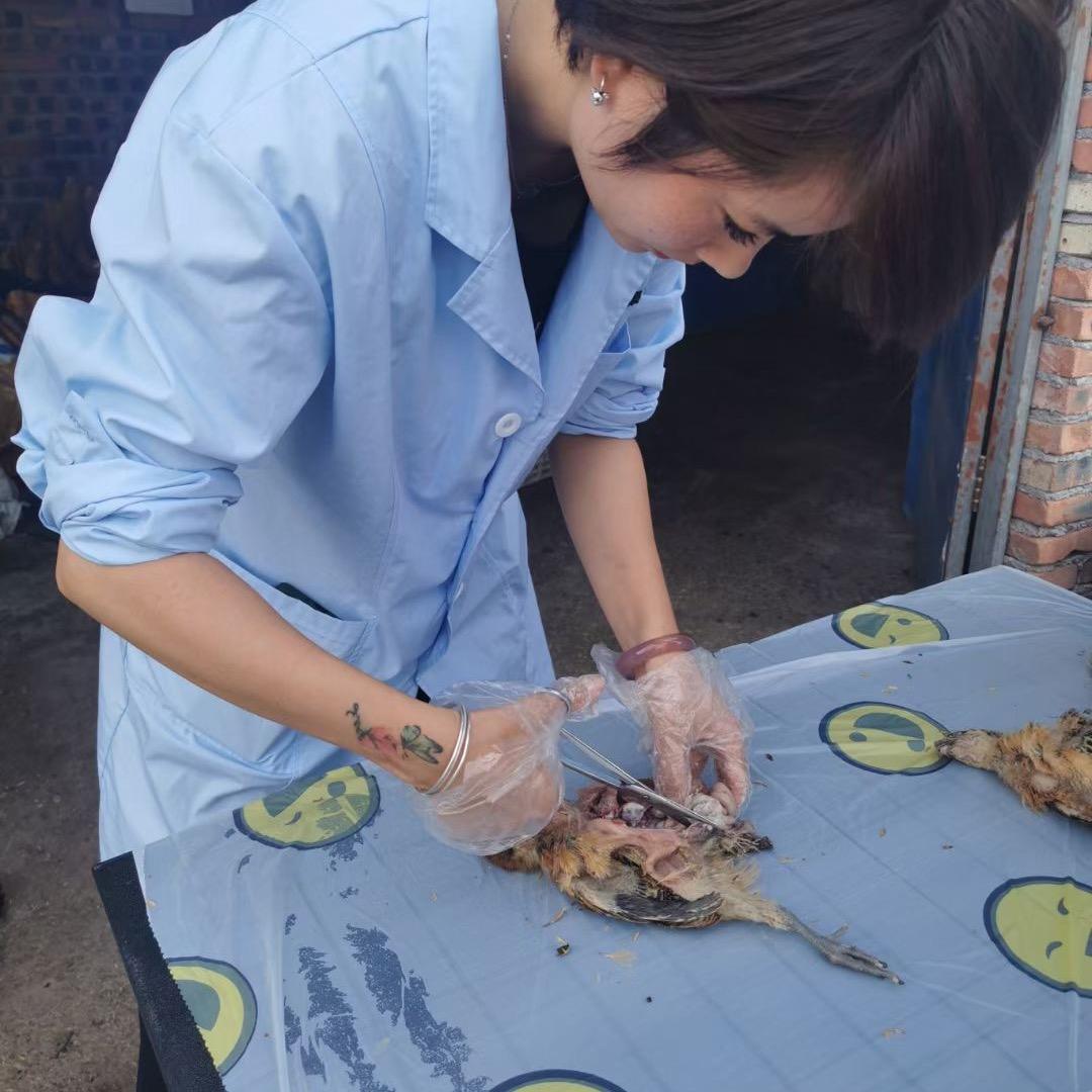 东东网络集团刘惠儿