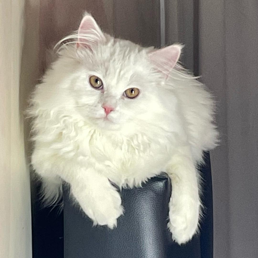张上萌猪