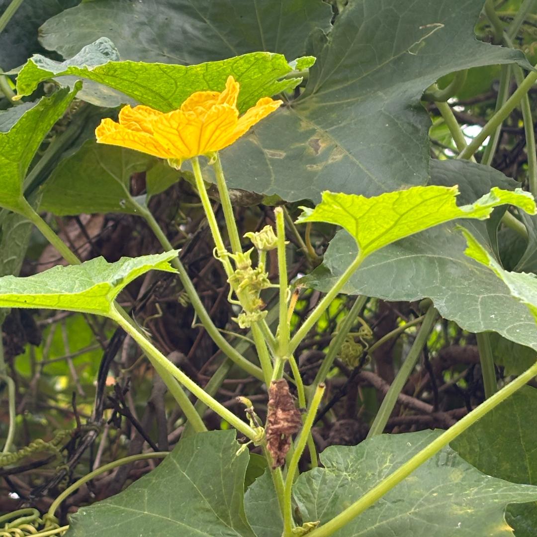 ❄️魅惑的女人