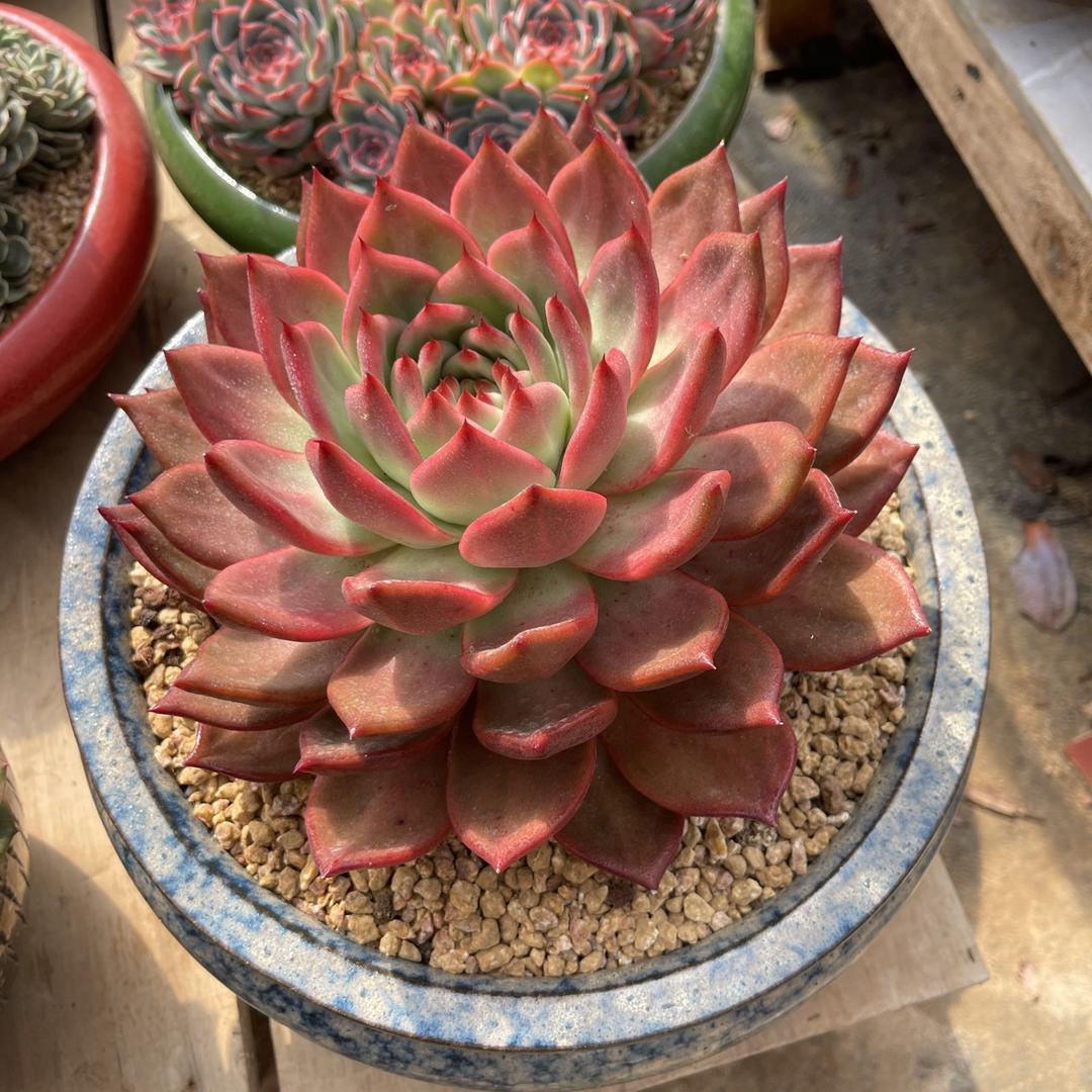 彩云多肉花卉坊(接外播,出货)